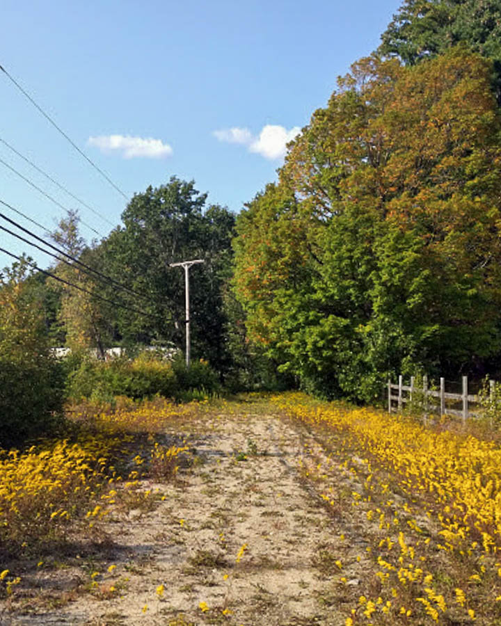 a path full of goldenrod in bloom