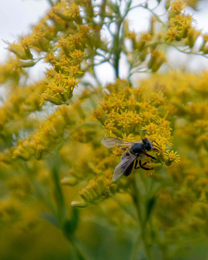 Goldenrod with a pollinator visiting it