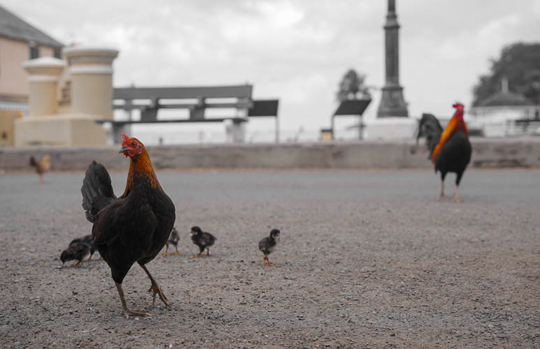 Wild chickens in St. Croix