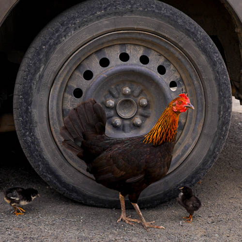 Wild chickens in St. Croix