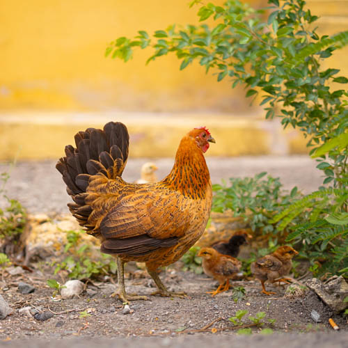 Wild chickens in St. Croix