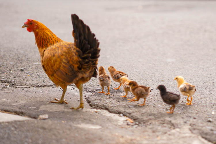 Wild chickens in St. Croix