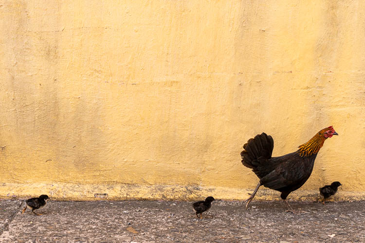 Wild chickens in St. Croix