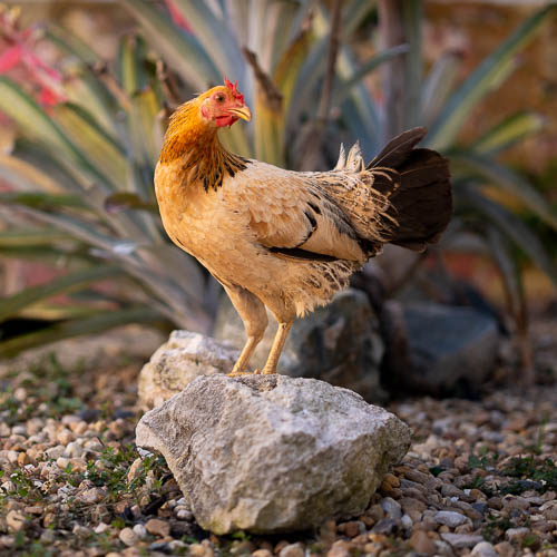 Wild chickens in St. Croix