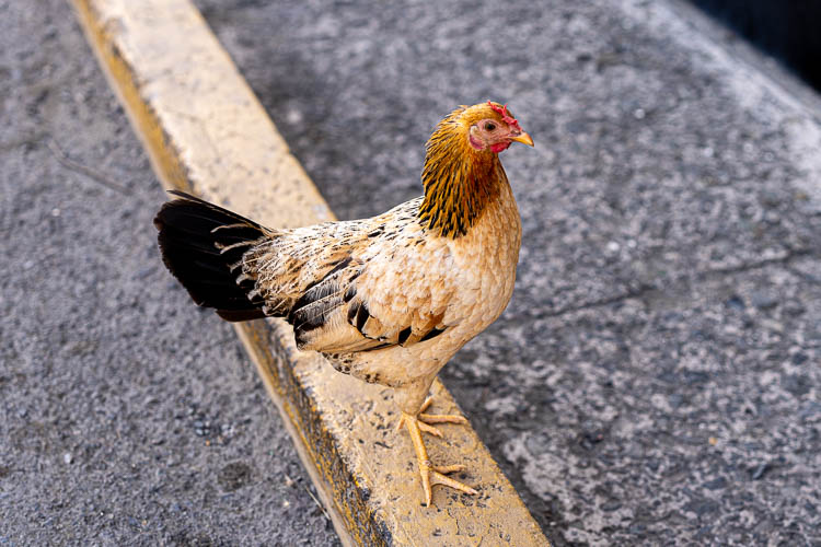 Wild chickens in St. Croix