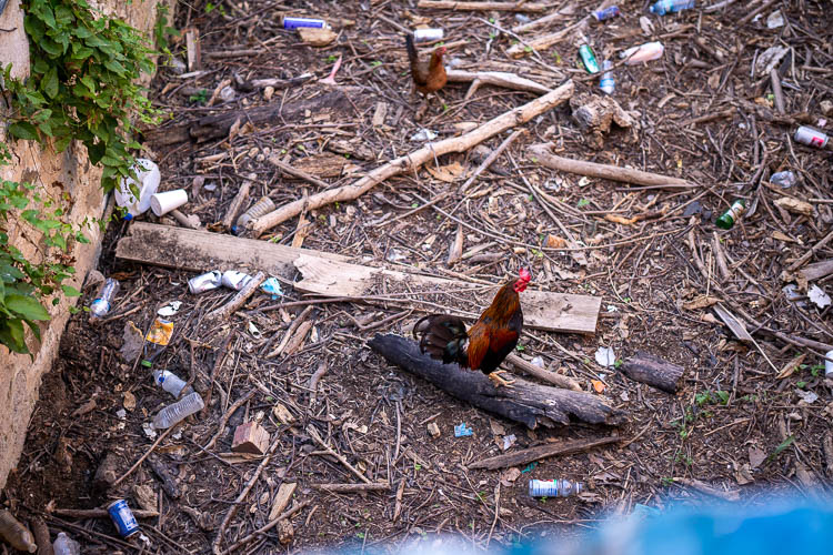 Wild chickens in St. Croix